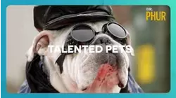 Talented Pets