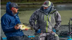 Toads on Taneycomo