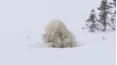 Viral Wild