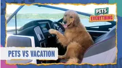 Pets VS. Vacations