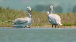 Untamed Albania