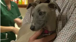 Winter On The Moors Special