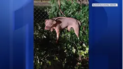 Dog tied to fence and abandoned near Garden State Parkway