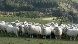 Nature's Noise Makers