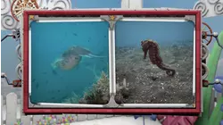 Shake A Leg