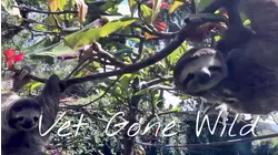 Sloth Salvation