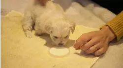 The Mono-Eyed Cat