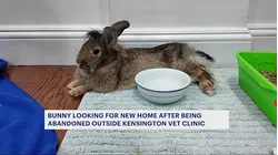 Permanent home sought for abandoned bunny rescued outside Kensington vet