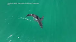 Why warmer waters could lead to more shark sightings later in year