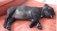 Animals Unscripted