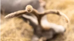 Mike NoDak Muley