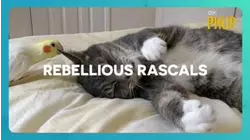 Rebellious Rascals