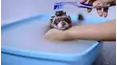 Animals Unscripted