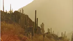 Saguaro (1994)