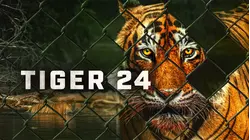 Tiger 24