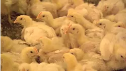 Flocks of birds in 3 NC counties test positive for bird flu, NCDA&CS says