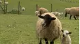 The Yorkshire Vet