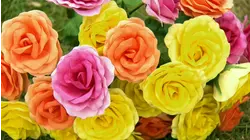 Indy Car Seats and Generators