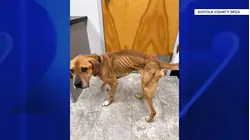 Sound Beach couple accused of neglecting 'severely underweight' dog