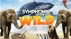 Symphony Of The Wild