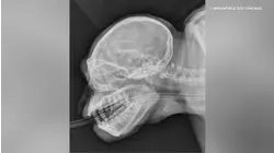 Brookfield Zoo Chicago X-rays reveal a spooky side of science