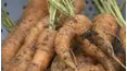Grow Cook Eat