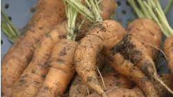 Carrots