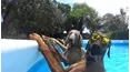Animals Unscripted