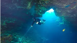 How To Do Spring Diving