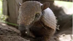 Rheas-Cerrado