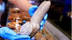 Why Geoducks Are So Expensive
