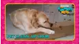 Countdown: The Funniest Pets