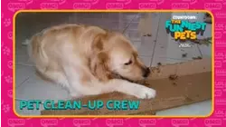 Countdown: The Funniest Pets | Pet Clean-up Crew
