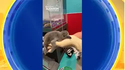 The summer of the penguin