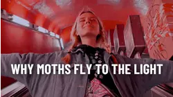 Why moths fly to the light?