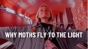 Why moths fly to the light?