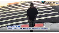 Man faces charges in connection with shooting of dog in Greenwood