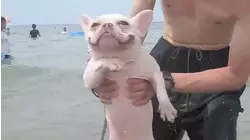 Best Pets Of The Year 2018 | Part 1