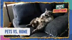 Pets VS. Home