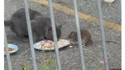 Turf War: Coney Island residents say rats are keeping cats away