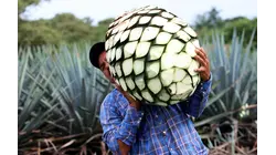 Mezcal Is The Fastest-Growing Liquor In The US. Why Aren't Mexican Producers Cashing In?