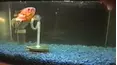 Funniest Pets & People