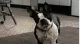 Funniest Pets & People
