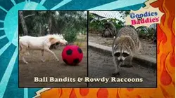 Goodies VS. Baddies | Ball Bandits & Rowdy Raccoons