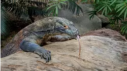 Komodo Dragon