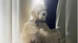 Mexicano que fue deportado clama por el perro que quedó atrás cuando ICE lo arrestó en Chicago