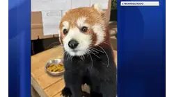 Fan mail floods Connecticut Beardsley Zoo as students shower red pandas with love