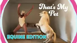 Equine Edition