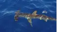 Blue Water Savages