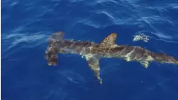 Smooth Hammerhead Sharks